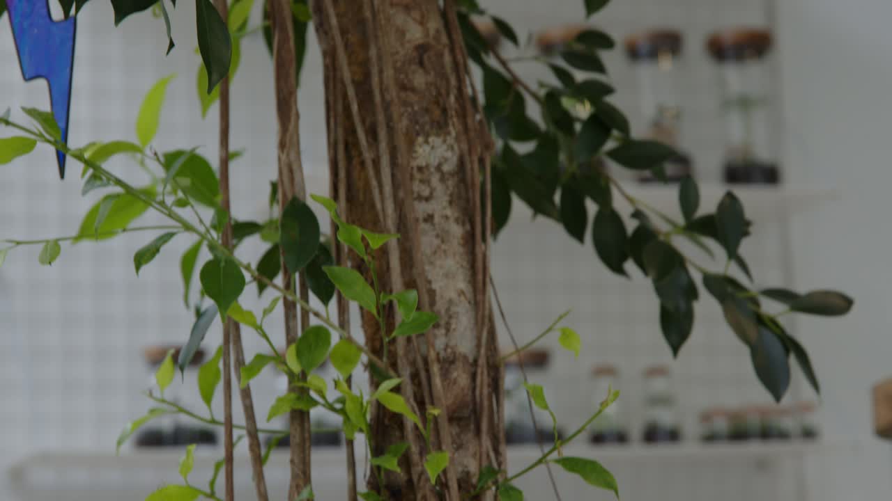 taller floral con una planta gigante lista para ser vendida