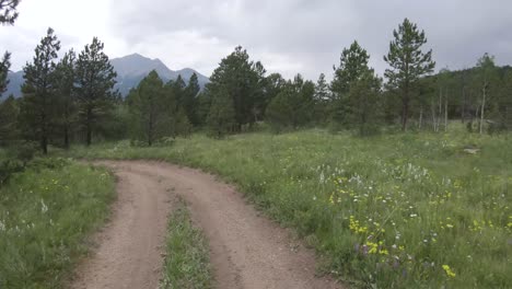 Fuera-De-La-Carretera-En-El-Bosque-Nacional-Roosevelt-Flores-De-Verano-Cimas-De-Las-Montañas