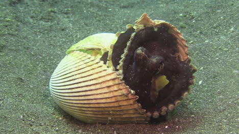 weichtierschalen öffnen sich und enthüllen kleine kokosnusskraken, die diese schalen als mobilheim verwenden, nahaufnahme auf sandigem boden