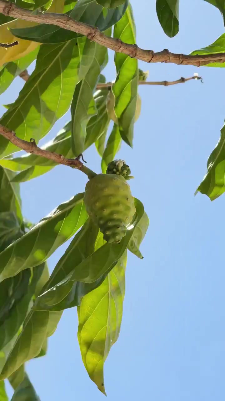 Fruta Noni Verde Pendurada em um Galho de Árvore