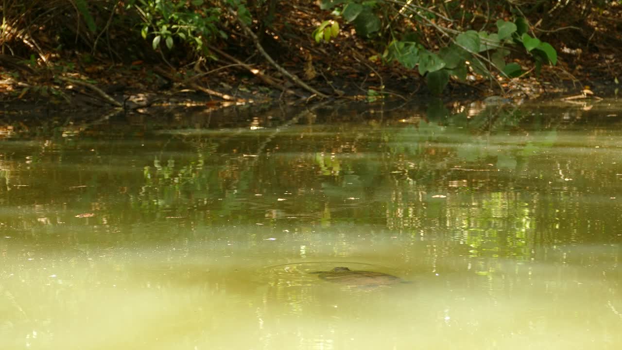 tortuga nadando en agua turbia dentro de un espeso bosque