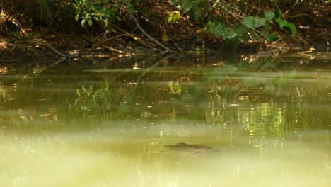 turtle swimming in muddy water inside thick forest