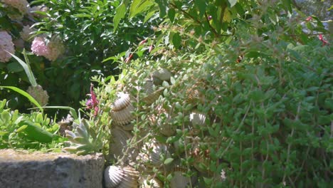 Edge-of-Mediterranean-garden-with-flower-plants-and-seashells-decoration