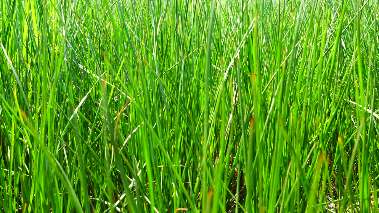 Lo scatto è più fresco dell'erba verde