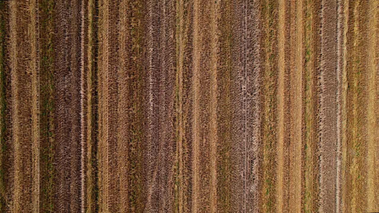 ojo de pájaro aéreo volando hacia adelante sobre el campo de cultivo durante el día