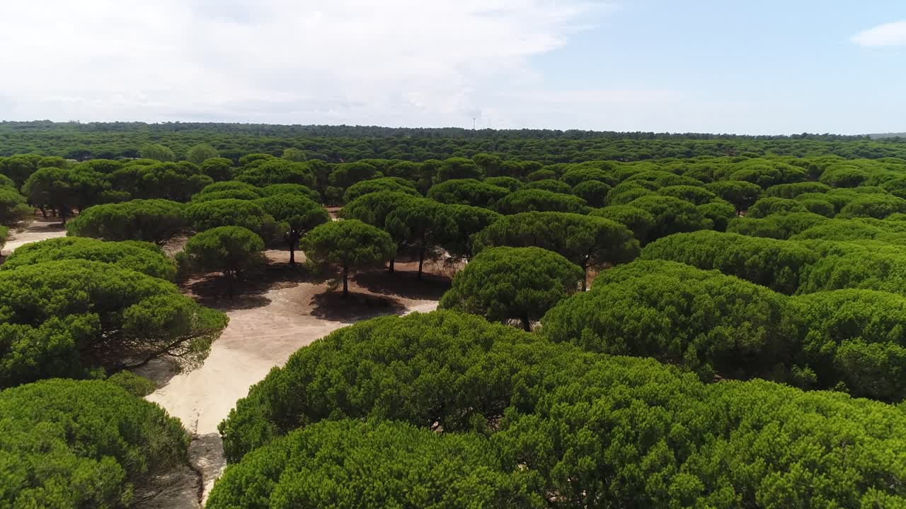 Vista aerea di una foresta verde rigogliosa