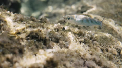 small fish in underwater environment