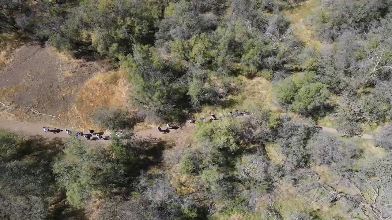 Group of hikers walking together on forest trail, enjoying sunlight filtering through trees during scenic outdoor adventure
