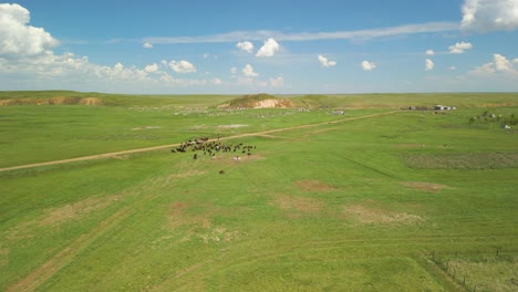 animal farm herd grazing in vast green meadow in kazakhstan, central asia