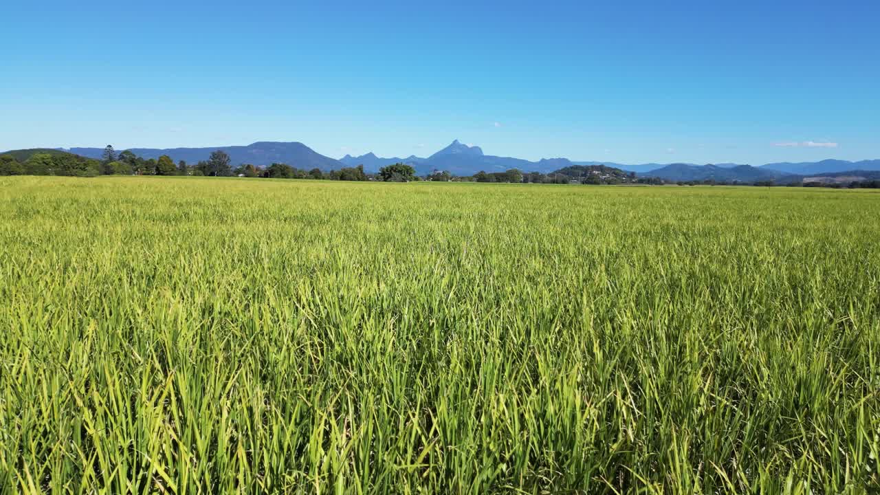 vista cinematográfica con vistas a un icónico campo de caña de azúcar australiano con el sagrado wollumbin indígena en la distancia