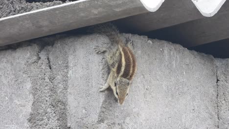 squirrel in home playing relaxing