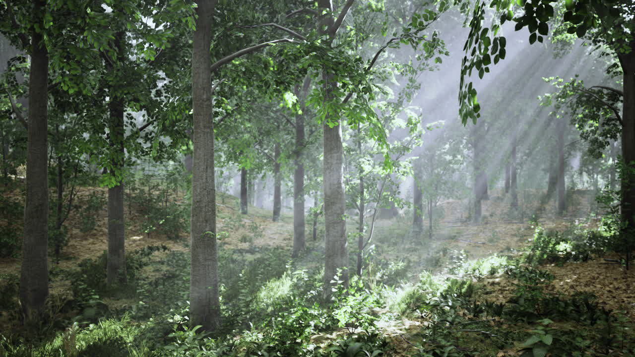 Sunlight filtering through trees in a serene forest setting at dawn