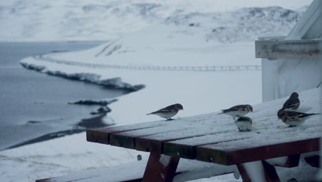 flock of snow bunting birds eating seeds on snowy table, medium shot