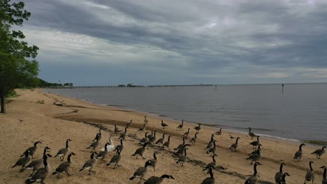 Kanadische-Gänse-In-Fairhope,-Alabama,-Entlang-Der-Mobile-Bay