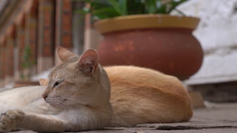 Eine-Nahaufnahme-Einer-Katze,-Die-Die-Siesta-Am-Nachmittag-Genießt