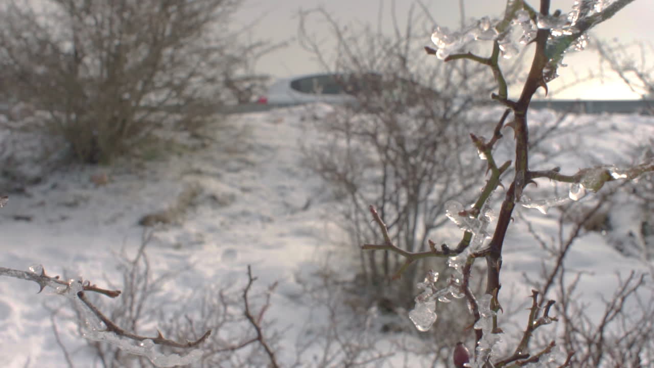 눈 속의 나뭇가지 60fps