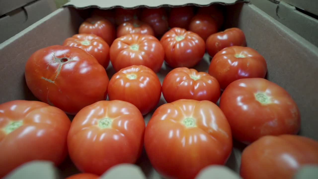 Greenhouse tomatoes. A lot of hard work, some sun and proper temperatures combine to create a wonderful vine ripened tomato!