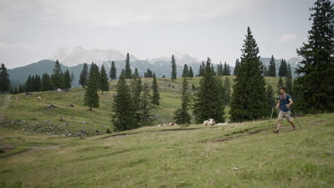 hiker with hiking poles walking across the meadow, few cows and conifer trees in the backgroud