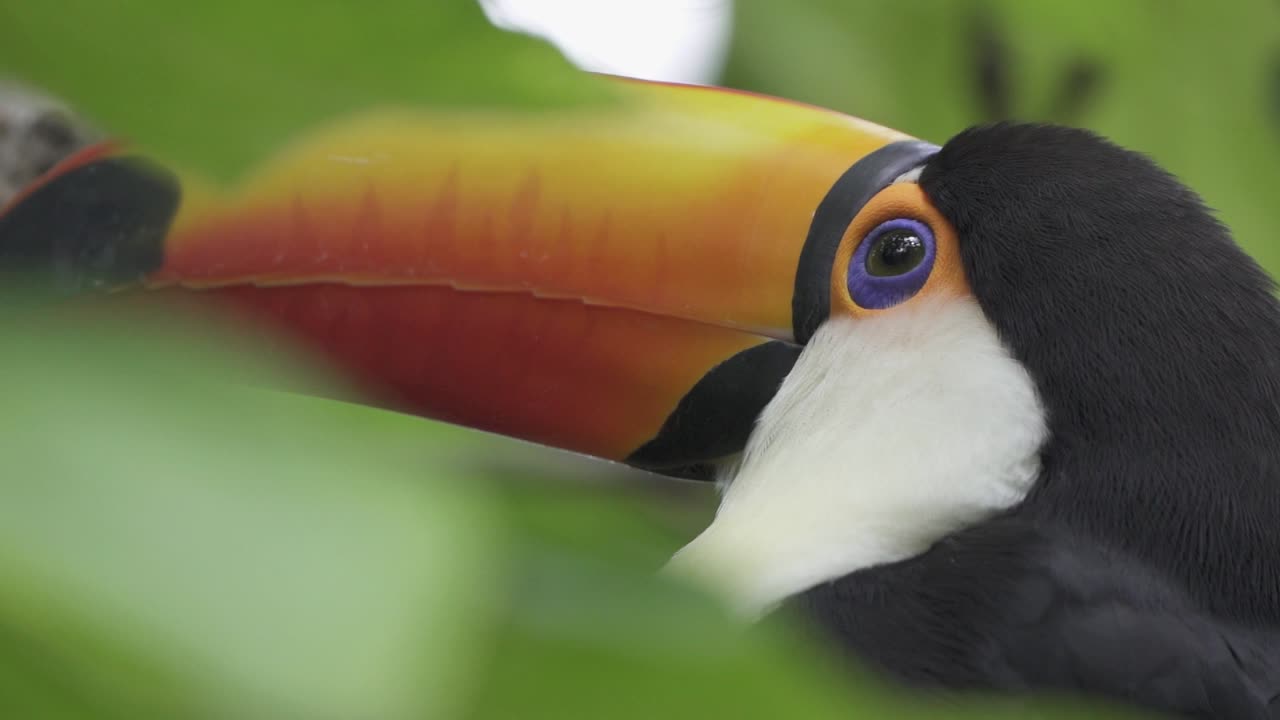 Estremo primo piano di un tucano toco che guarda con curiosità, circondato da una fitta vegetazione della foresta.