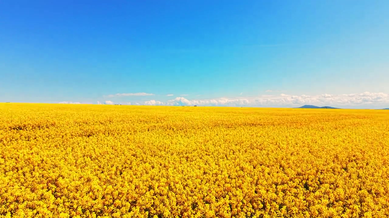 地上からの視点。花に覆われた大地が遠くの丘の頂まで広がり、明るい青空には積雲が点々と浮かぶ。ブルガリアの丘の頂上まで続く満開の菜の花畑。