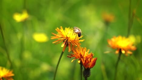 Almwiese.-Wespe-Sammelt-Nektar-Aus-Der-Blüte-Crepis-Alpina.