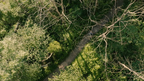 hiker walking through remote woodland trail, aerial top down view