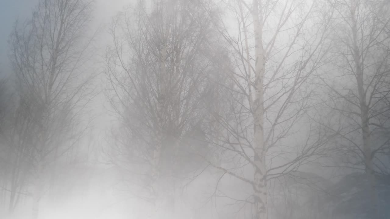 Low angle wide shot of Grove of Birch trees being punished by heavy blizzard and strong winds, in harsh winter nordic weather