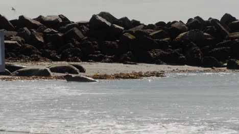 wild seal enjoying crashing waves near sandy coastline