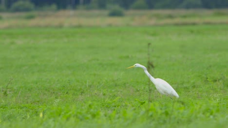 Großer-Weißer-Reiher-Jagt-Fische-Im-See-Und-Fliegt-In-Zeitlupe