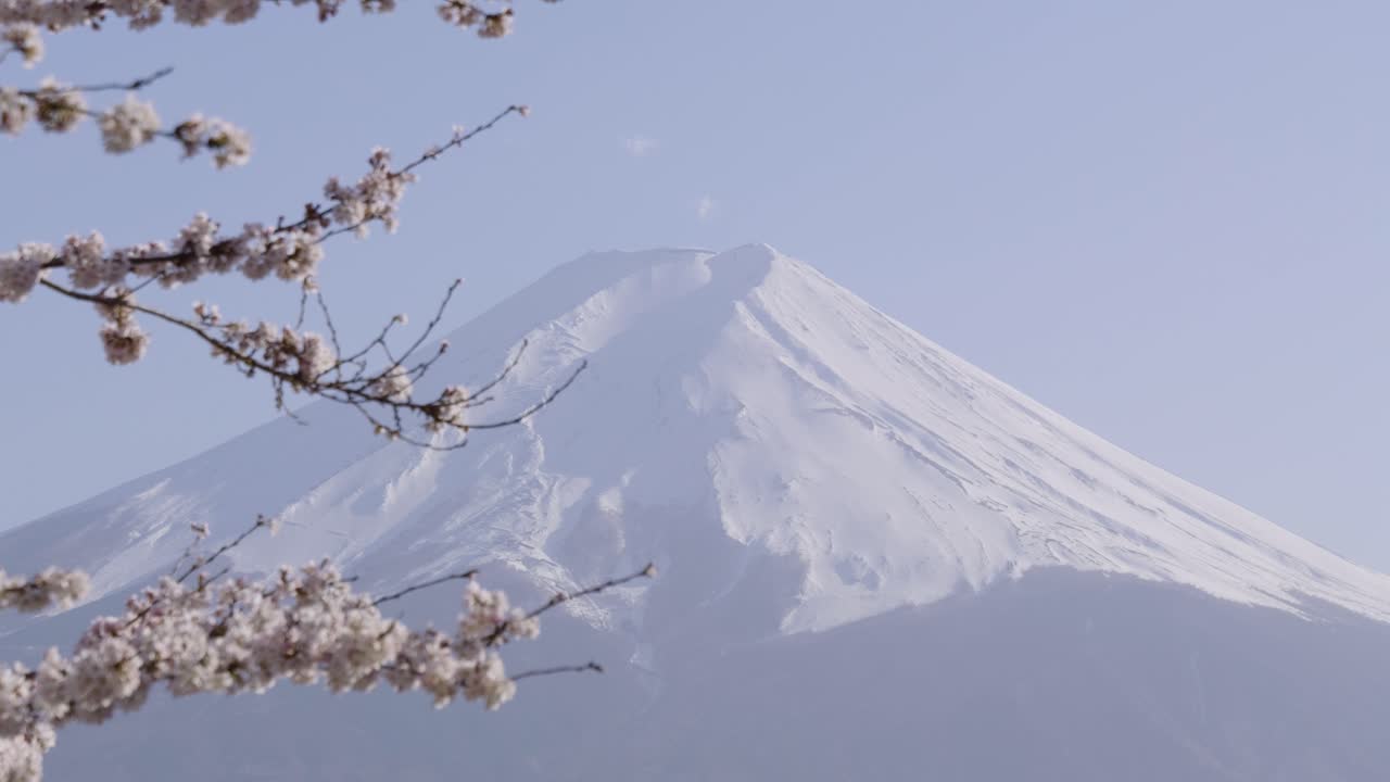 Close up of Mt. Fuji with waving sakura cherry blossom twigs