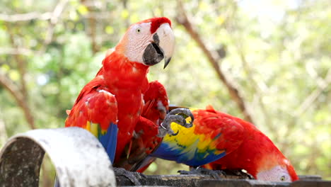 guacamayos escarlata comiendo en un día soleado en la jungla mexicana