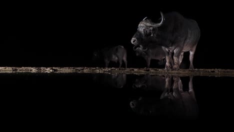 cape buffalo lit from side at night chews cud, reflected in dark pond