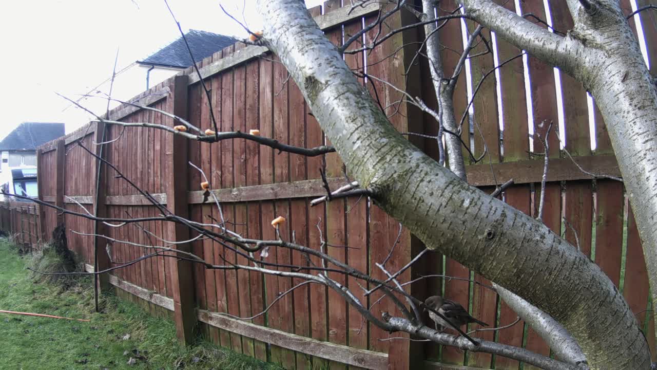 음식을 찾는 집 참새