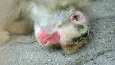 在韓國高<unk>的首爾大公園動物園, 一隻臉紅的, 睡覺和疲倦的<unk>子躺在地上.