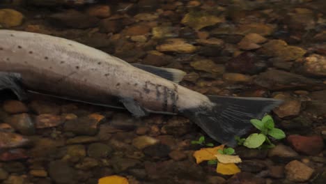 salmon spawning in shallow latvian rivers