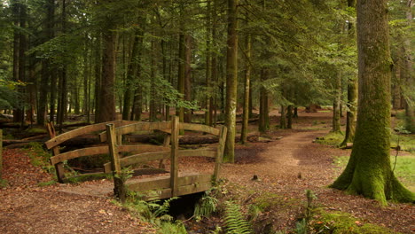 mid shot of trees and wooden bridge at blackwater arboretum