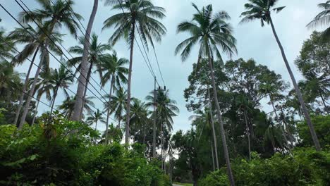 Tropical palm tree scooter drive POV Thailand Koh Samui roadtrip view exotic nature