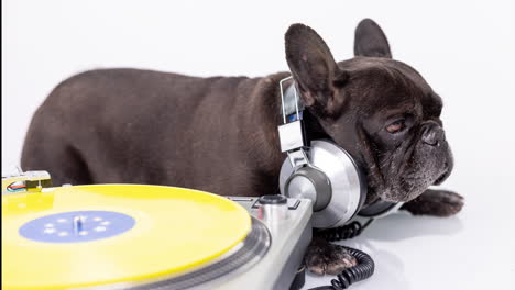 dj french bulldog with headphones and turntables