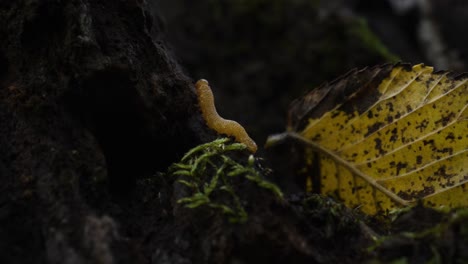 Worm-crawls-through-the-branches