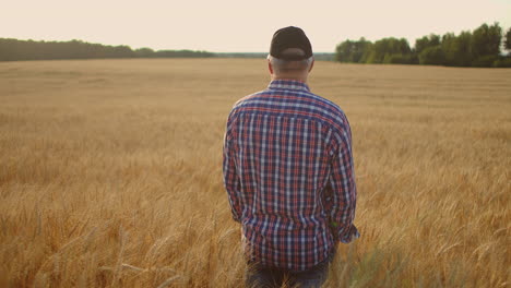 view from the back an elderly male farmer in a field of wheat looks into the sunset. farmer in the field of rye view from behind