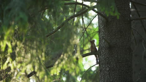 Agile-tree-dwelling-squirrel-with-bushy-tail-sits-on-branch-and-climbs-up-tree-in-forest,-static