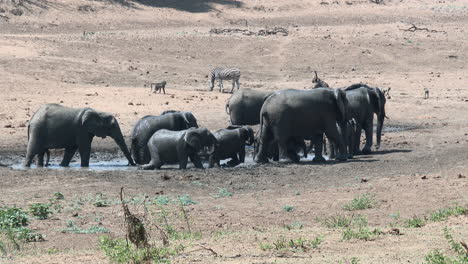manada de elefantes africanos disfrutando de un baño en una pequeña piscina, kruger n