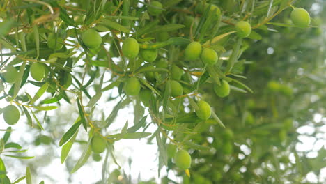 rich harvest of olives tree with green fruits