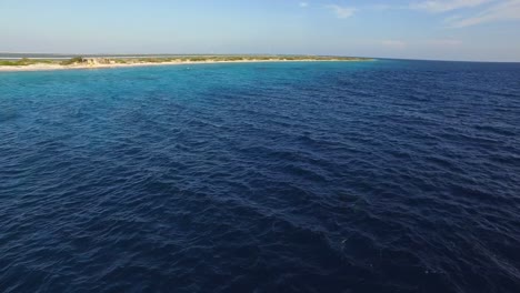 dolphins at kitebeach atlantis, bonaire