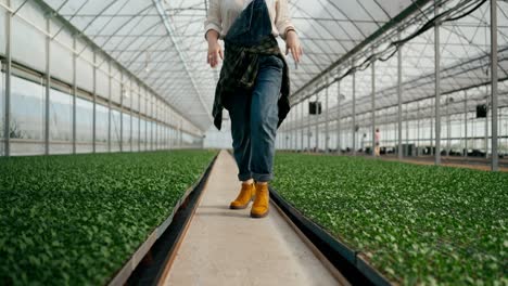 Close-up-of-a-cheerful-girl-Farmer-in-farm-clothes-dances-and-walks-along-the-seedlings-in-a-greenhouse-on-the-farm