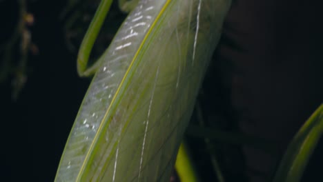 Details-closeup-of-a-Green-Praying-Mantis-including-its-wings-,-as-its-perched-on-a-jungle-vine