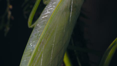 detalles del primer plano de una mantis religiosa verde, incluidas sus alas, mientras se alza sobre una enredadera de la jungla