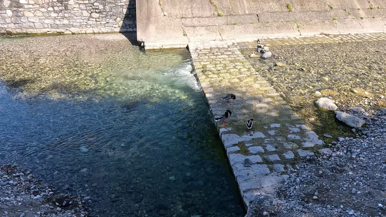 Anatre che camminano lungo la riva del lago