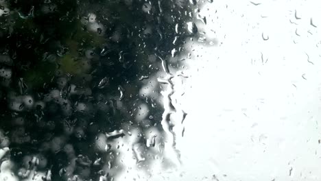 fresh droplets of rain falling on a large window with a large oak tree in the background during lockdown