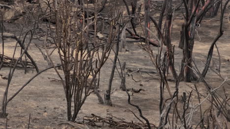 Un-Pequeño-Pájaro-Que-Busca-Comida-Entre-Las-Ramas-De-Los-Arbustos-Quemados-Del-Incendio-De-Fairview-En-Hemet,-California